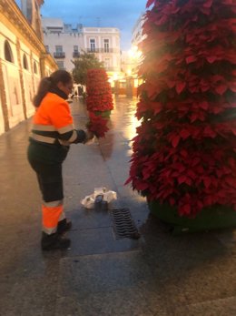 Una trabajadora municipal repone las flores de pascua robadas en diferentes puntos de Cádiz