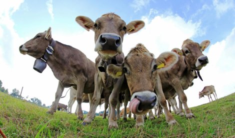 Comunicados Internacional