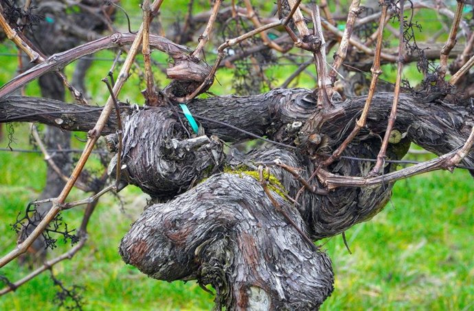 Viña afectada por la sequía.
