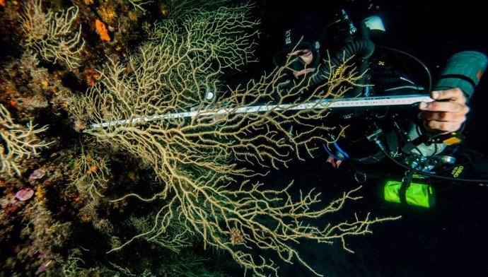 Un estudio del Institut de Cincies del Mar (ICM-CSIC) alerta de que el 80% del coral del noroeste del Mediterráneo está "en un estado de conservación muy delicado" a causa de las olas de calor marítimas.