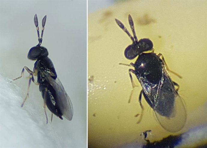 Detectan por primera vez en Baleares la presencia de la microavispa 'Oobius rudnevi' .