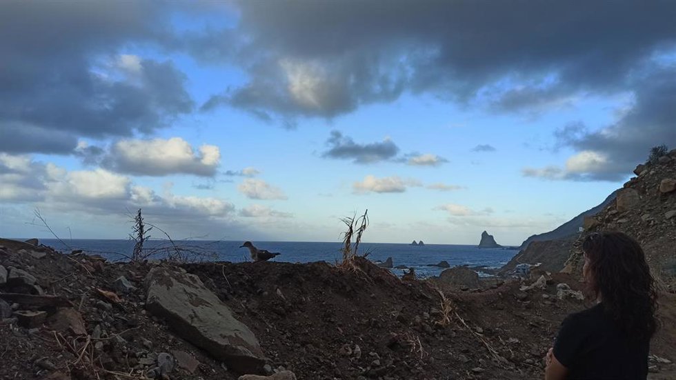 Al menos 3.250 juveniles de aves marinas (cifras provisionales), sobre todo pardelas cenicientas, víctimas de la contaminación lumínica han sido rescatadas en Tenerife entre el 15 de octubre y el 15 de noviembre