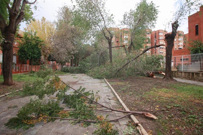 Archivo - Caída de un árbol de grandes dimensiones en el barrio de Sevilla este por la borrasca "Bernard", a 23 de octubre de 2023 en Sevilla (Andalucía, España)