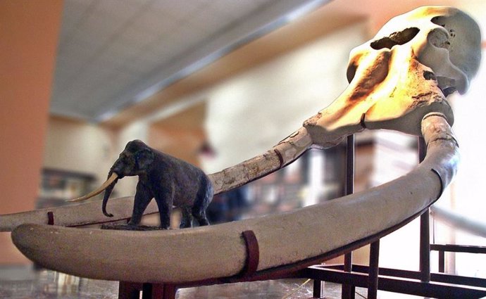 Elephas Antiquus Procedente De Las Excavaciones Arqueológicas De Torralba, Provincia De Soria,