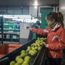 Una treballadora del sector de la fruita