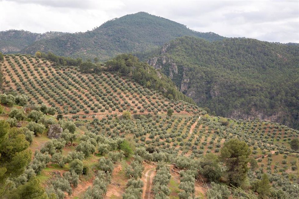 Archivo - Olivar de montaña de la Sierra de Segura