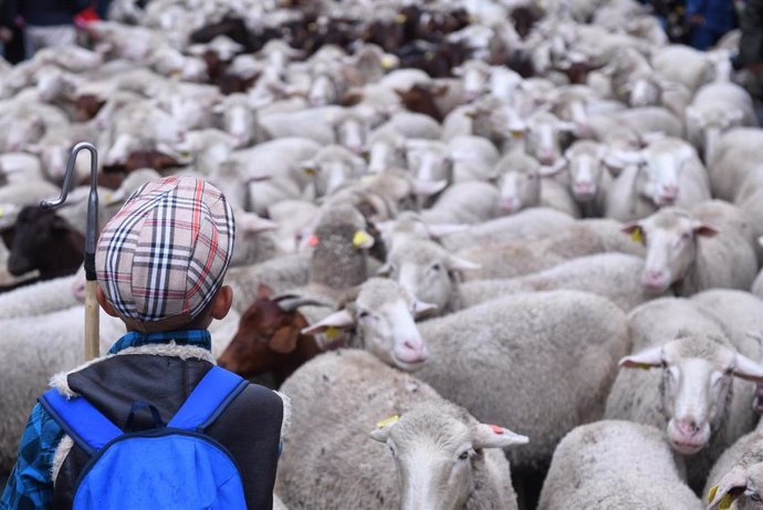 Archivo - Un pastor con el rebaño de más de 1.000 ovejas que pasea por el centro de Madrid durante la Fiesta de la Trashumancia, en la plaza Mayor, a 23 de octubre de 2022, en Madrid (España). 