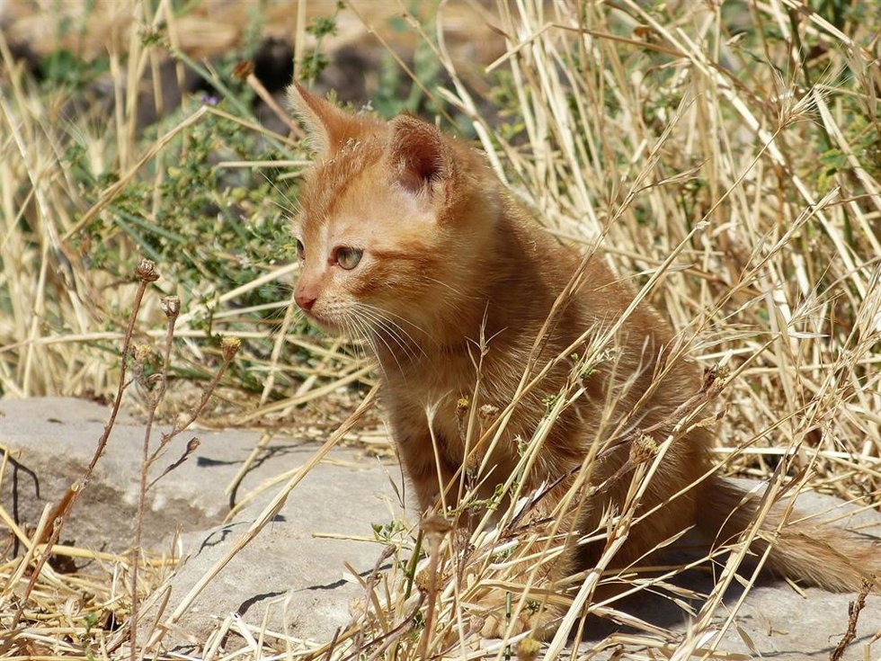 Archivo - Gatito en la calle