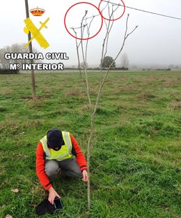 Un agente del Seprona, junto a los elementos intervenidos para la presunta caza por métodos prohibidos.