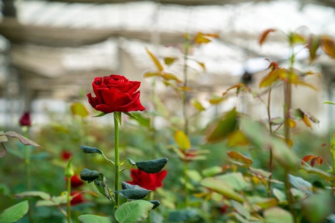Imatge de recurs d'una flor