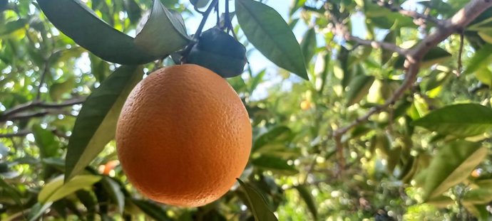 Naranja en un árbol