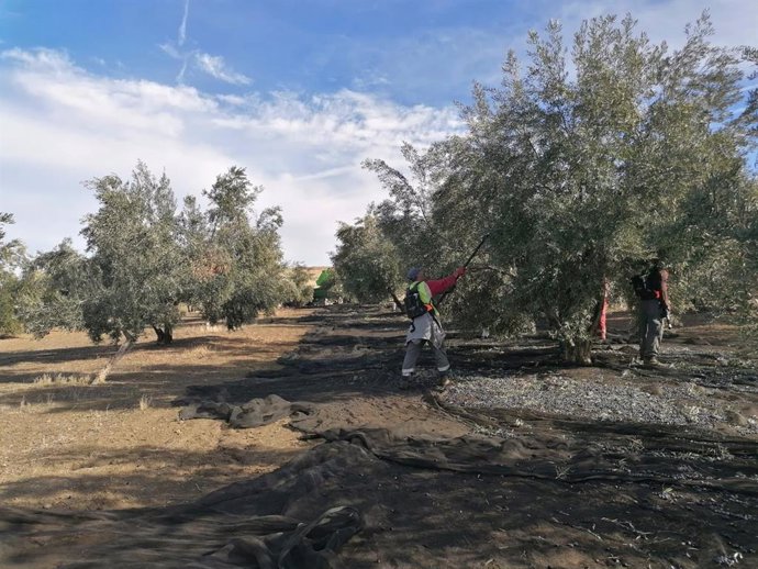 Archivo - Recogida de aceituna en un tajo de la provincia de Jaén.