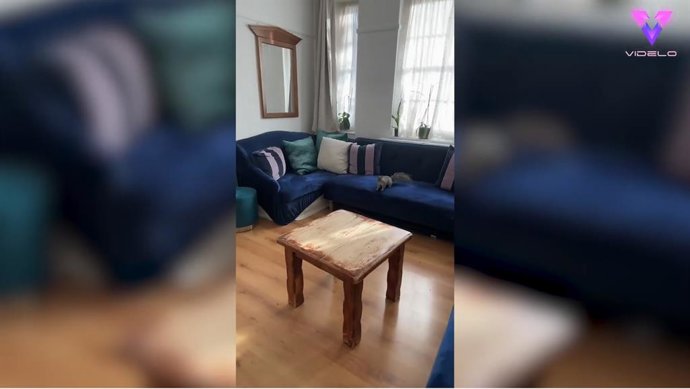 Hilarante momento en que una ardilla provocó el caos dentro de una casa que hizo que su dueño entrara en pánico