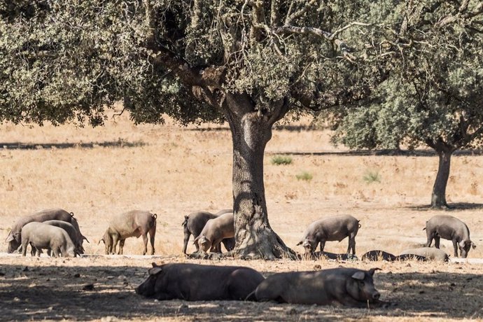 Cerdos en una dehesa de Huelva.