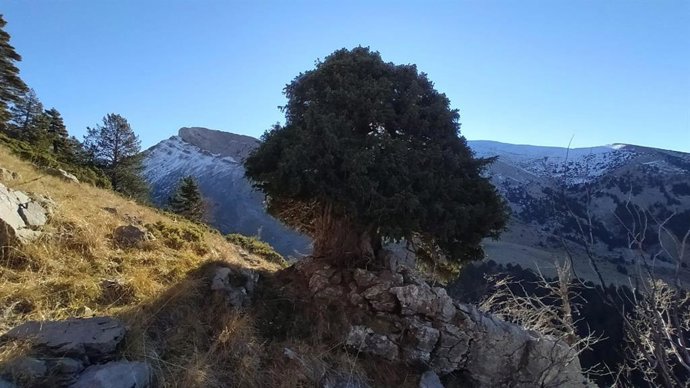 'Tejo De La Foya De La Espata' .