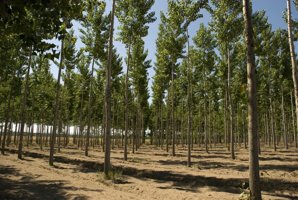 Árboles del vivero de la Diputación de Cceres en la finca Haza de la Concepción