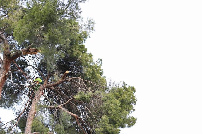 Archivo - Un operario realiza trabajos de supervisión de árboles 