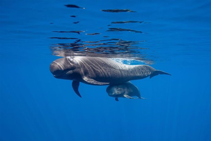 Una ballena y su cría en aguas de Tenerife