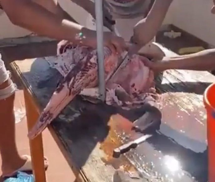 La Guardia Civil de Lanzarote detuvo el pasado 28 de noviembre a una persona por un delito contra la fauna al pescar y despedazar un tiburón angelote, imágenes que fueron publicadas en redes sociales