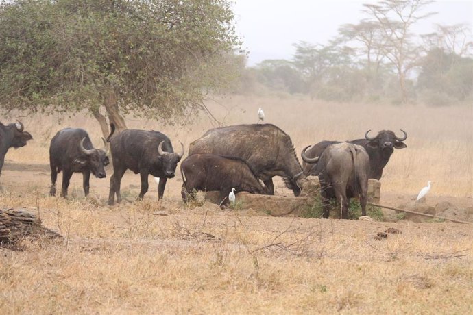 Archivo - Imagen de archivo de animales salvajes durante un brote de ántrax en Kenia 