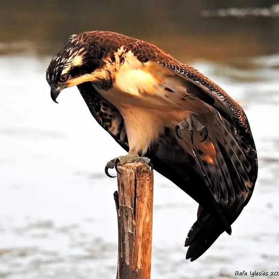 Un ejemplar de águila pescadora en la Laguna Huerta Las Pilas, en el término municipal de Algeciras.