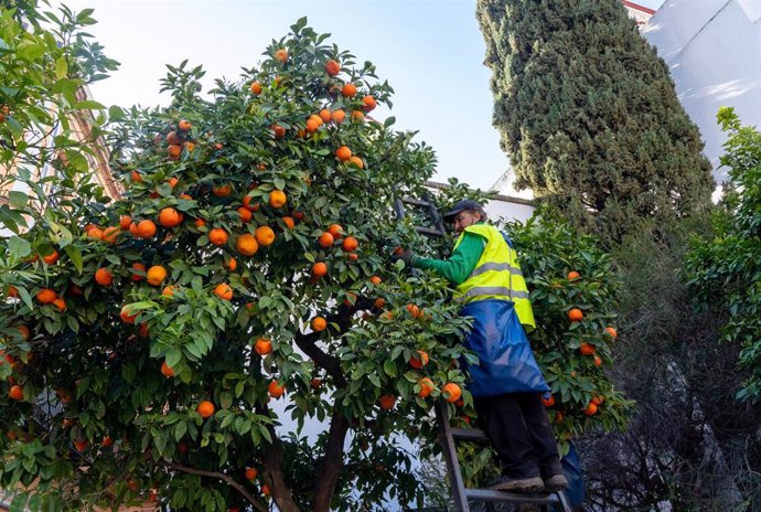 Archivo - Imagen de archivo de un operario recogiendo de los árboles las naranjas amargas.