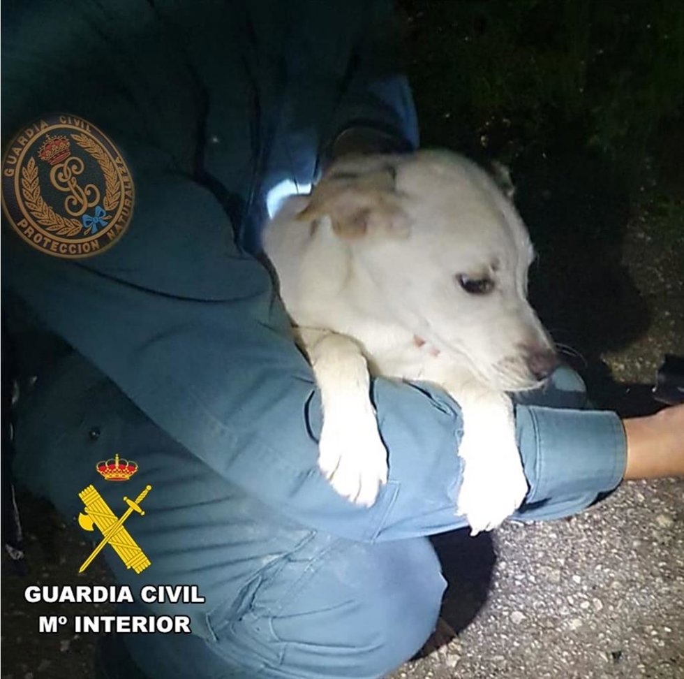 La Guardia Civil rescata una perra que cayó al río Cadagua, en Villasana de Mena (Burgos) .