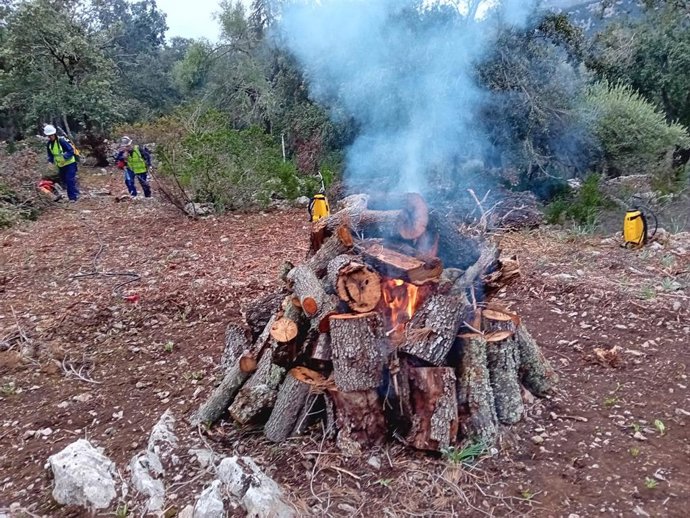 Mejora sanitaria del encinar de las fincas públicas Menut y Binifaldó.