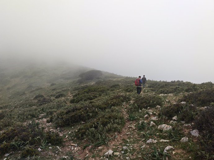 Bosque en el que se ha desarrollado el estudio de la Sierra del Tablón