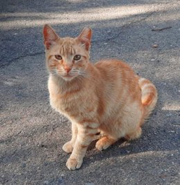 Archivo - Imagen de archivo de un gato