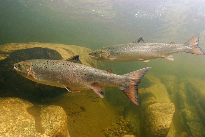 El salmón atlántico en los ríos está en peligro de extinción.