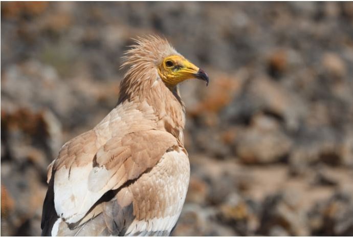 Las políticas agrarias provocan reacciones en cascada que afectan a la reproducción del guirre canario, según un estudio