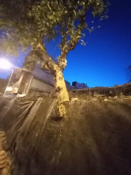 Platanero dañado en La Florida, en las obras de demolición de la antigua sede de Telefónica.