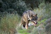 Foto: La AEMPS recuerda evitar que los cadáveres de animales 'eutanasiados' sean accesibles a animales silvestres y domésticos