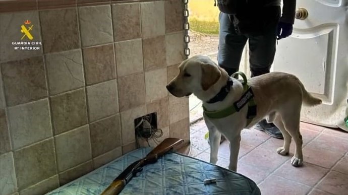 Incautan en Ontígola y Escalona 2.600 plantas de marihuana valoradas en 850.000 euros en el mercado negro.