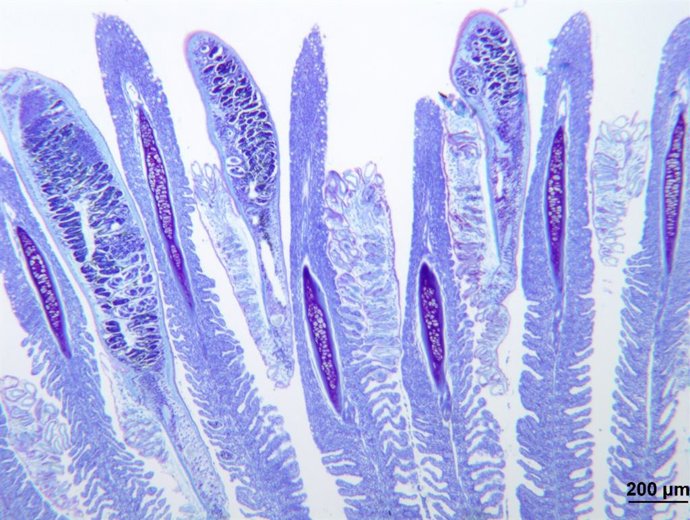 Branquias de las doradas