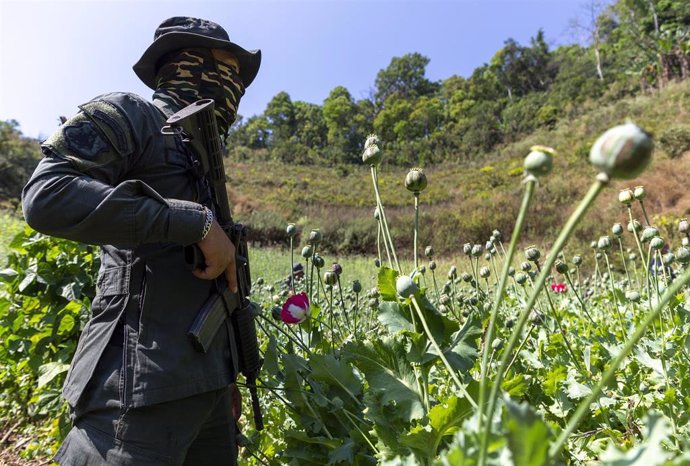 Archivo - Un agente de las fuerzas de seguridad de Tailandia en una operación contra el cultivo de opio.