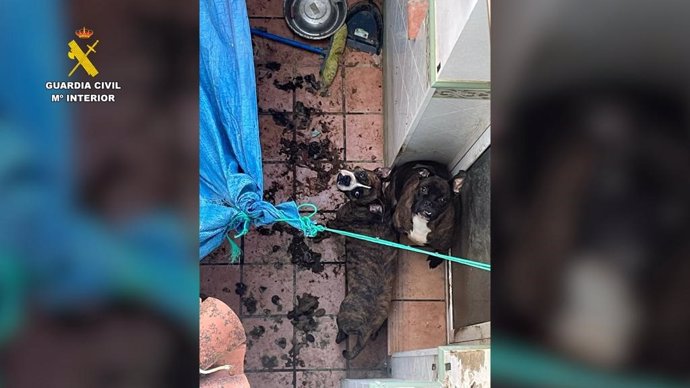 Dos perros de raza cruce de bóxer en malas condiciones en Santa Margarida de Montbuí (Barcelona).
