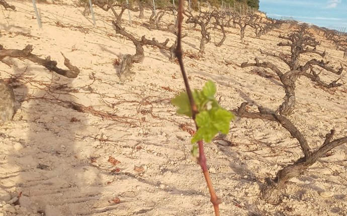 Viña en zona que sufre sequía
