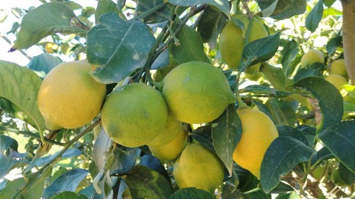 Limones en Orihuela (Alicante).