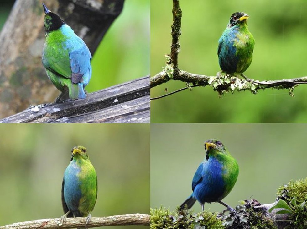 Mielero verde ginandromorfo bilateral cerca de Manizales, Colombia, en mayo de 2022