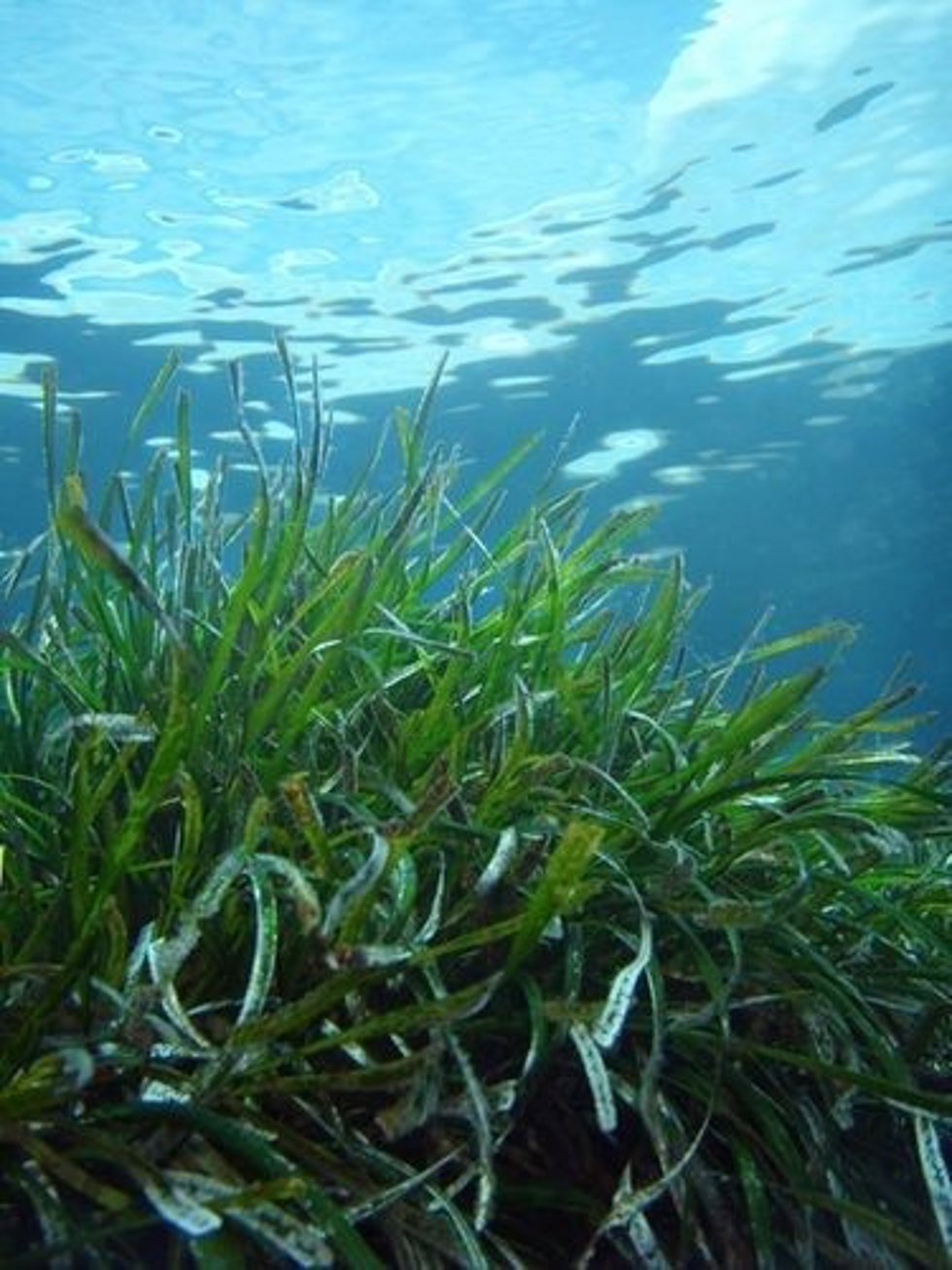 Archivo - Posidonia