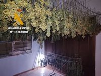 Cuatro detenidos en Málaga de una red de cultivo indoor de marihuana en la comarca del Guadalhorce