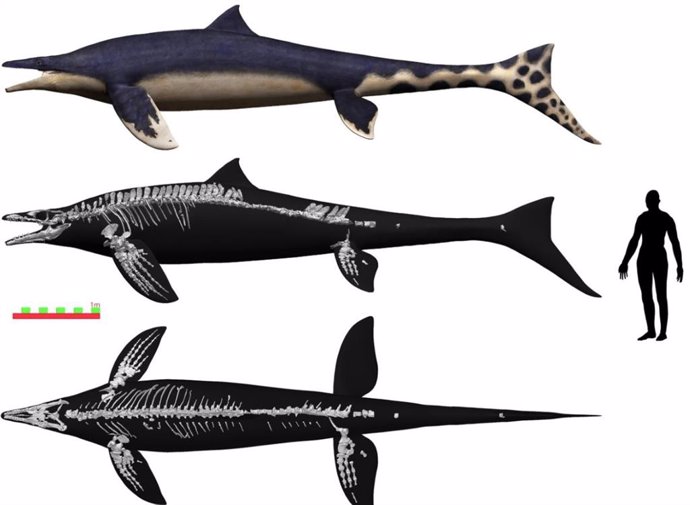El Wakayama Soryu tenía aproximadamente el tamaño de un gran tiburón blanco y vivió hace más de 72 millones de años, durante la era del Tyrannosaurus rex y otros dinosaurios del Cretácico tardío.