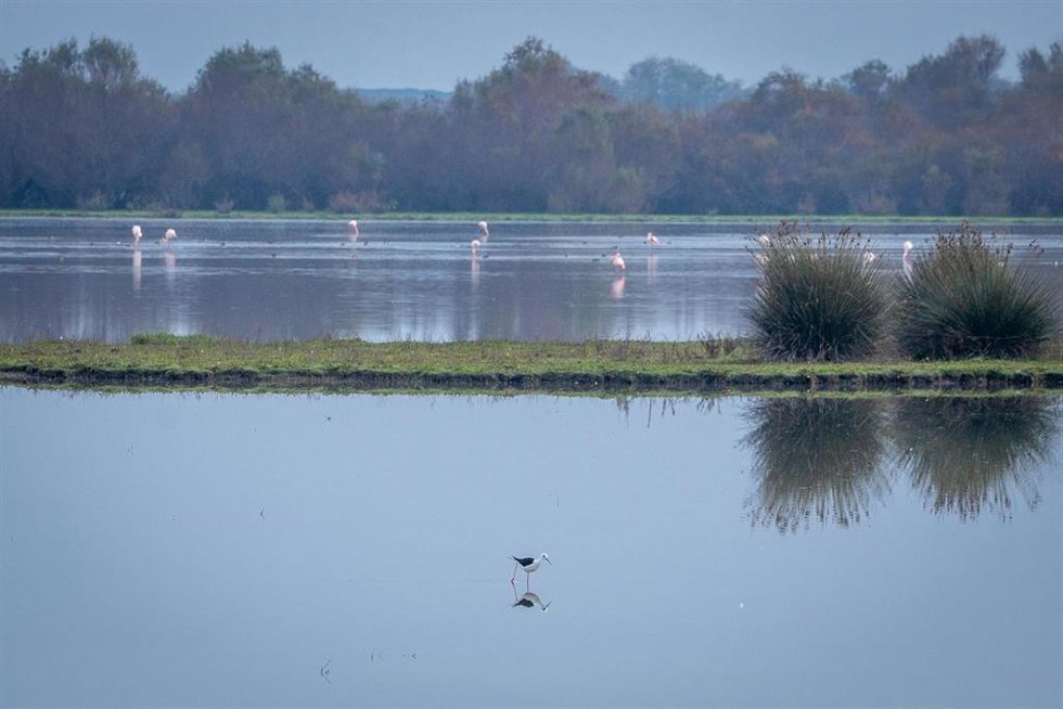 Doñana.