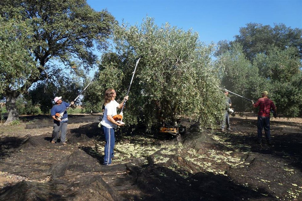 Archivo - Recogida de aceitunas en un olivar de la provincia de Córdoba.