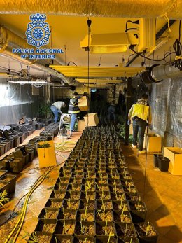 Plantación de marihuana hallada por la Policía Nacional en Yuncler