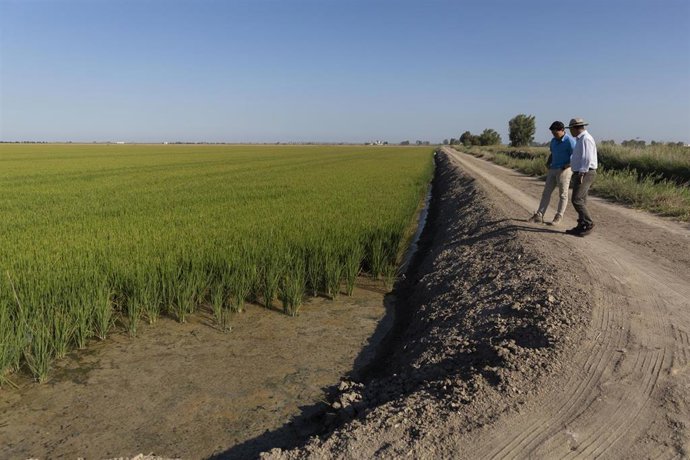 Archivo - Un campo de arroz en Isla Mayor. Imagen de archivo.