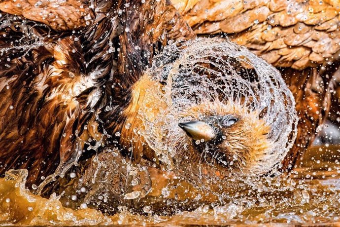 'Los Juegos Del Agua', La Fotografía De Un Buitre Leonado Tomada Por Mario Suárez Porras, Que Ha Recibido El Primer Premio Del Concurso Fotosaves 2023, Organizado Por SEO/Birdlife.