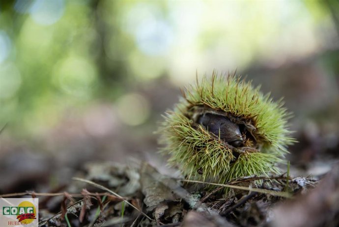 Archivo - Erizo de castaña en la Sierra de Huelva.